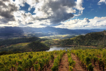 Napa Valley vineyard landscape